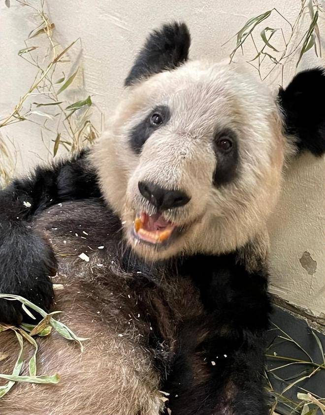 四川熊猫官方版苹果:孟菲斯动物园晒丫丫，网友更愤怒了：竹叶都已经发黄了