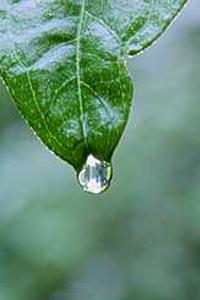 苹果版梦幻花园客服-第2张图片-太平洋在线下载 苹果版梦幻花园客服-第2张图片-太平洋在线下载