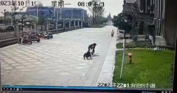 撕咬两岁女童的恶犬，怎么跑出来的？黑狗主人亲属最新回应