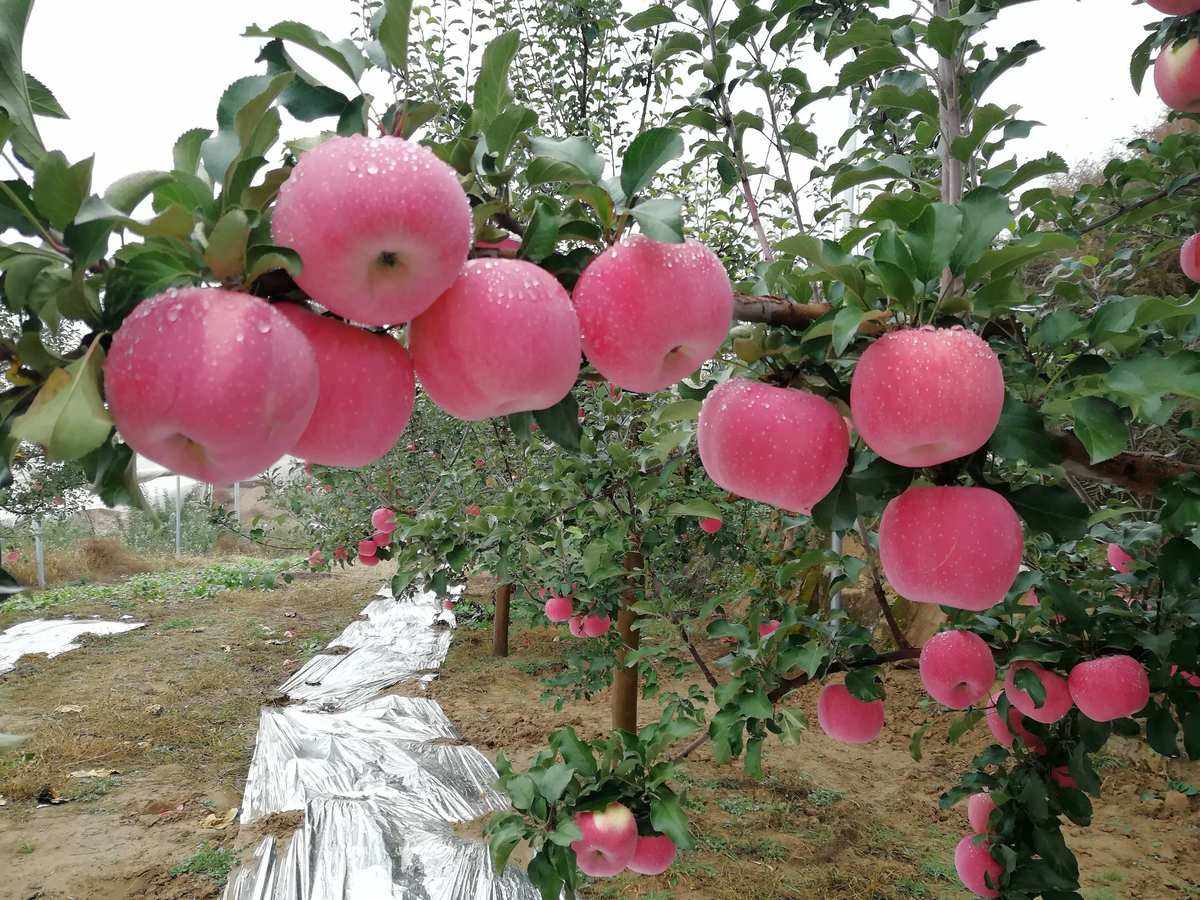 梅梅在陕北卖2吨苹果的新闻交警罚完瓜农帮其卖了2000多斤瓜-第2张图片-太平洋在线下载