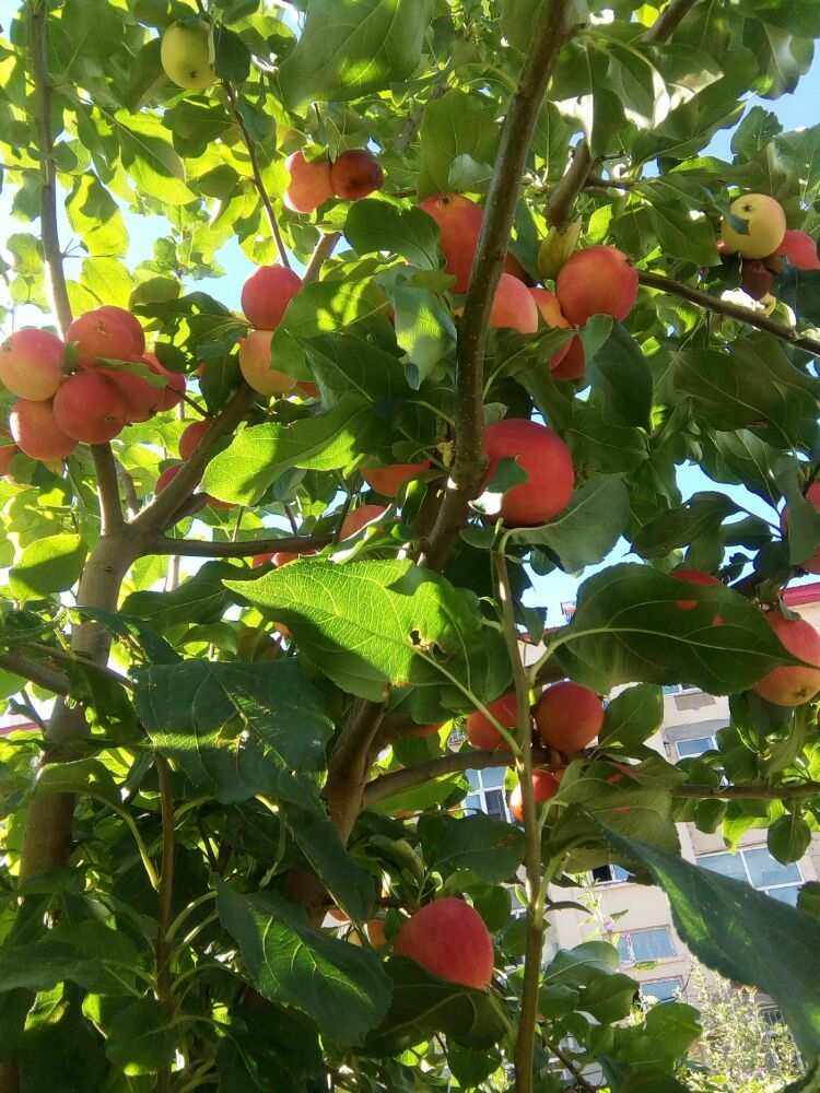家常版小苹果小苹果儿童版小苹果