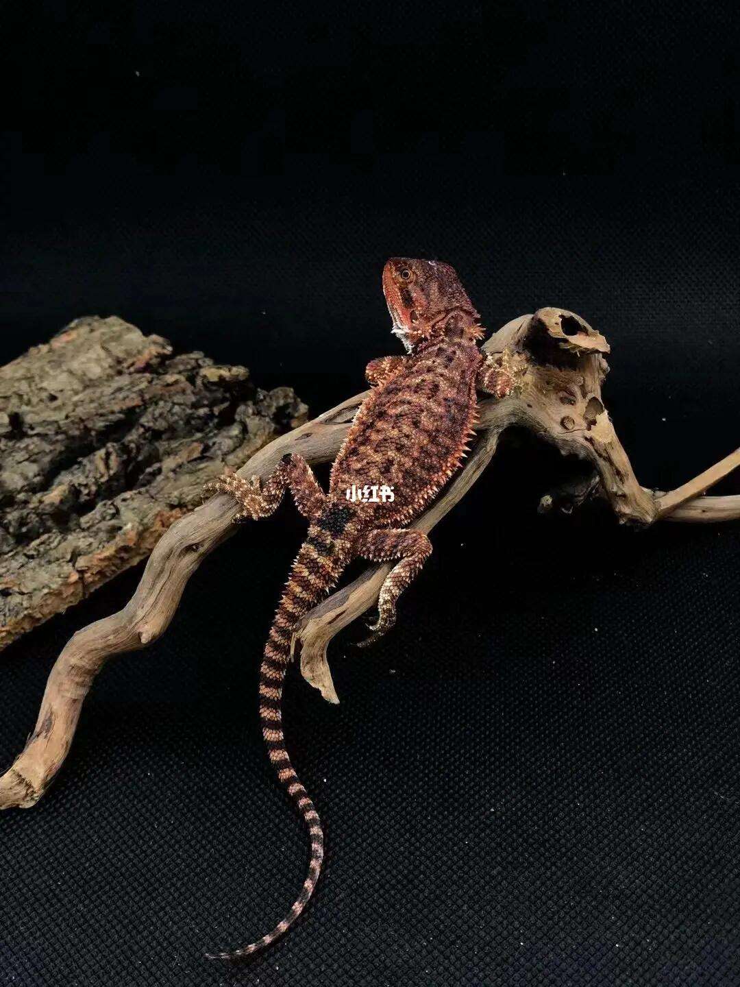 红警手机版动物(红警动物有什么用)-第5张图片-QuickQ官网