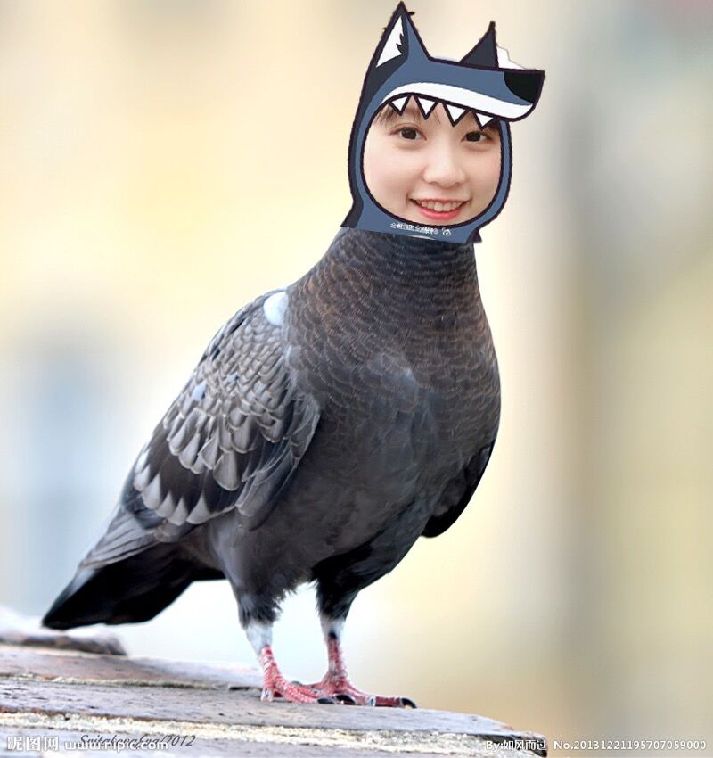 小鹰直播手机版下载(小鹰直播电视版下载官网)