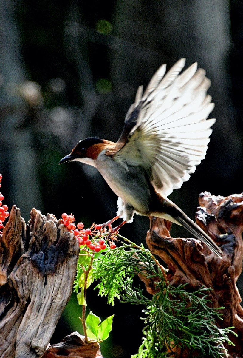 小鹰直播手机版下载(小鹰直播电视版下载官网)-第3张图片-QuickQ官网 小鹰直播手机版下载(小鹰直播电视版下载官网)-第3张图片-QuickQ官网